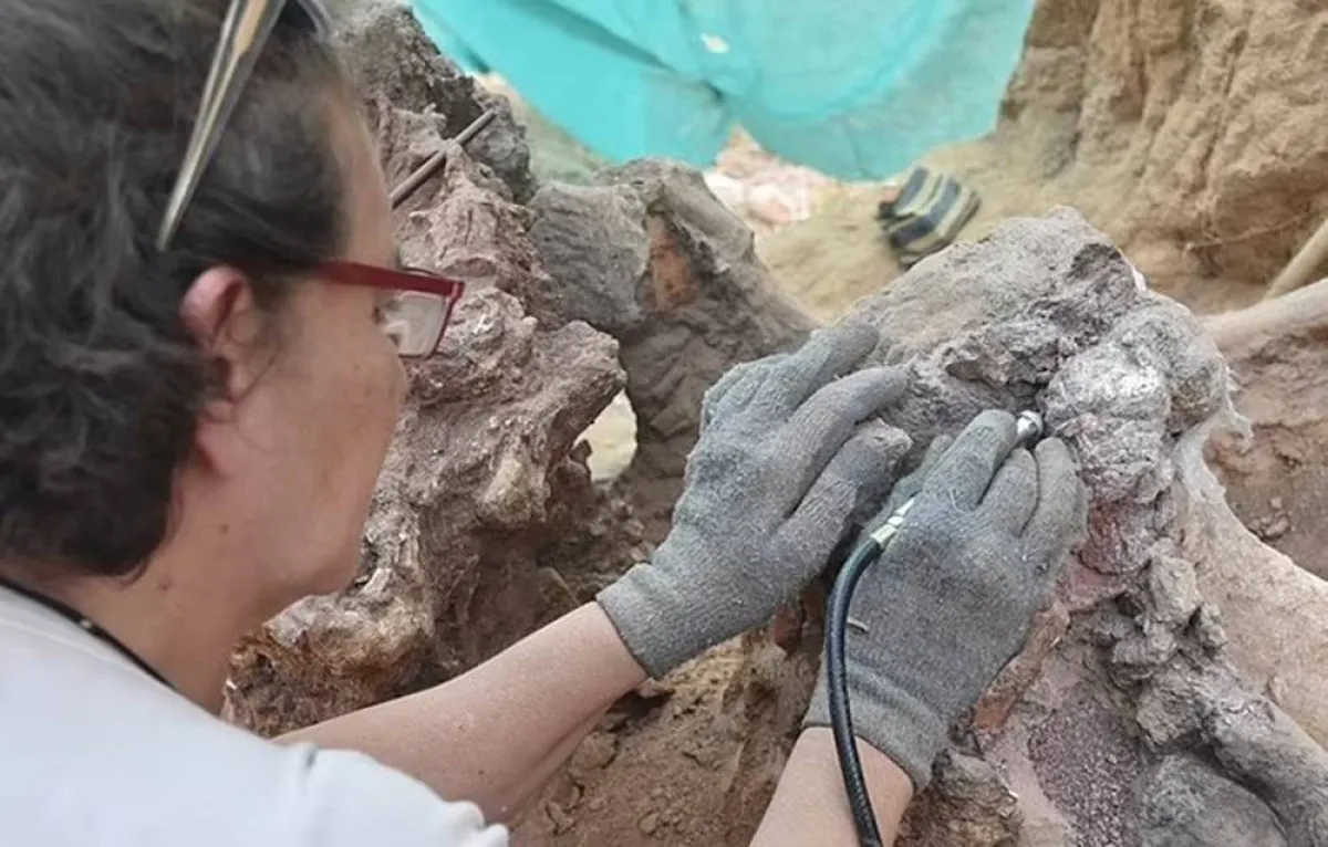 تفاصيل العثور على ديناصور صوروبودا ضخم في أوروبا