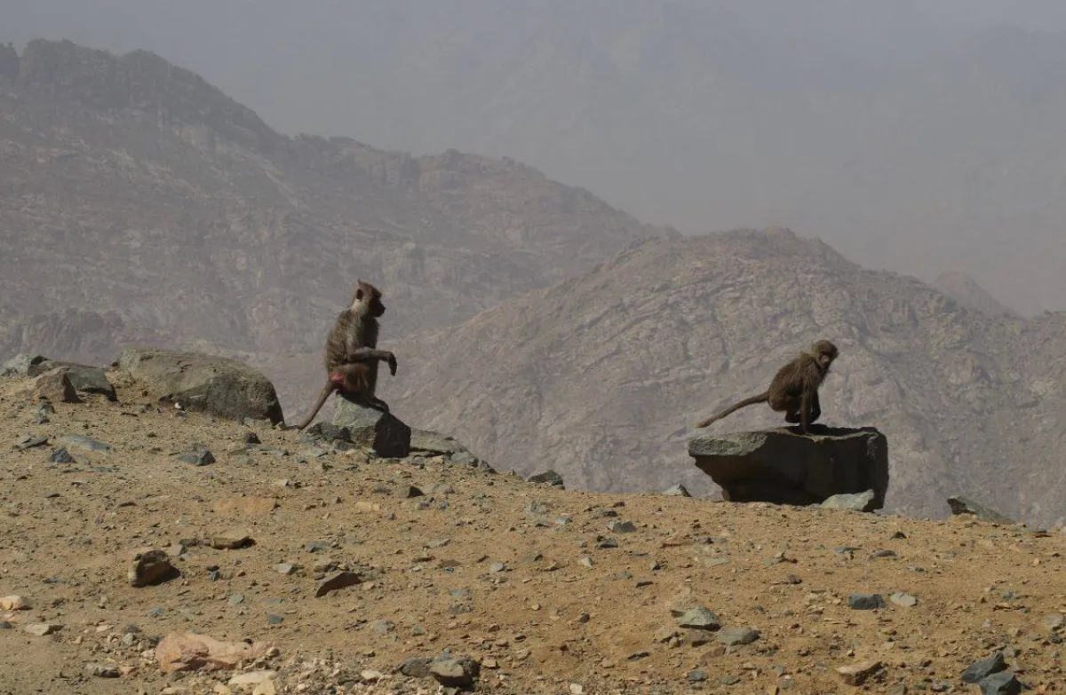 إطعام قرود البابون يزيد سرعة تكاثرها وأعدادها إلى الضعف تقريباً