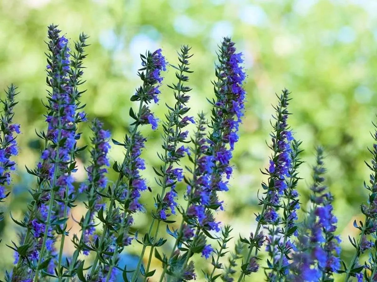 خلطات طبيعية