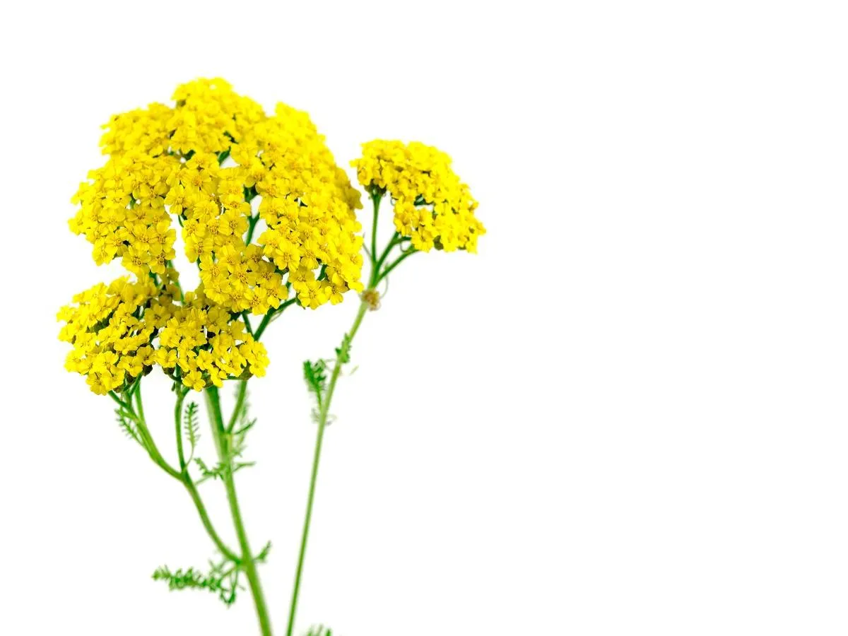 صورة لنبتة ذهب الشمس 