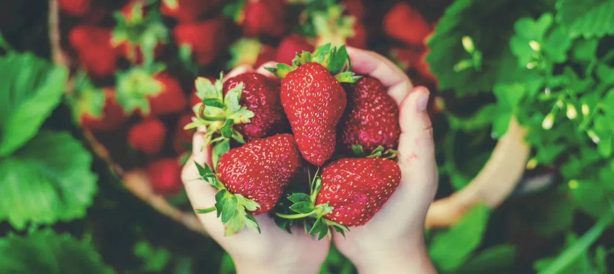 صورة طفل يقطف الفريز