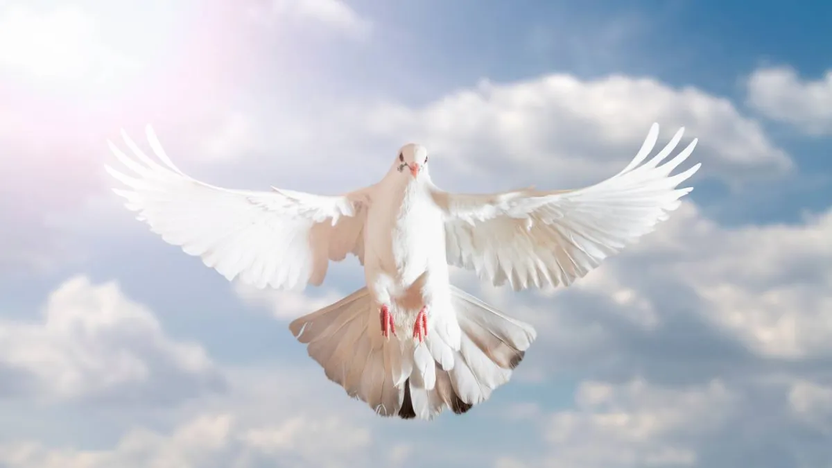 صورة لطائر الحمام