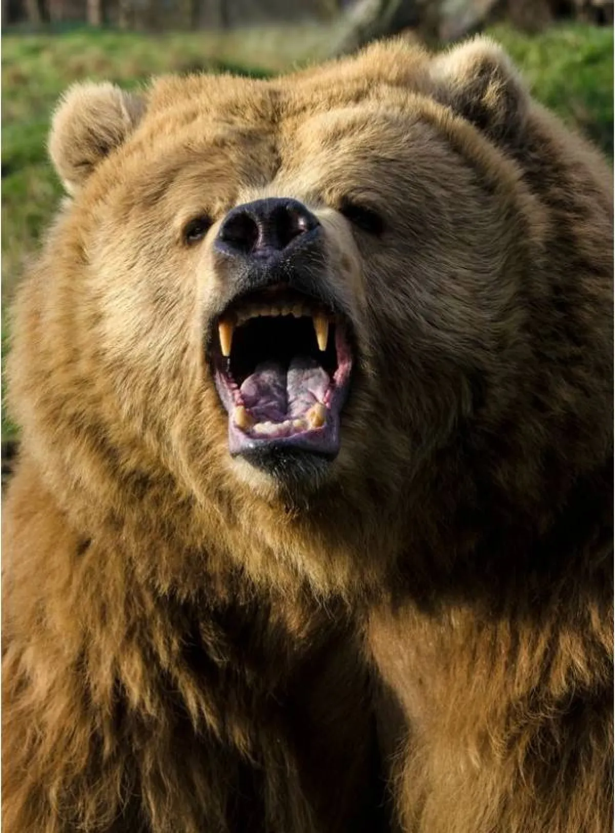 دب يهاجم صياد