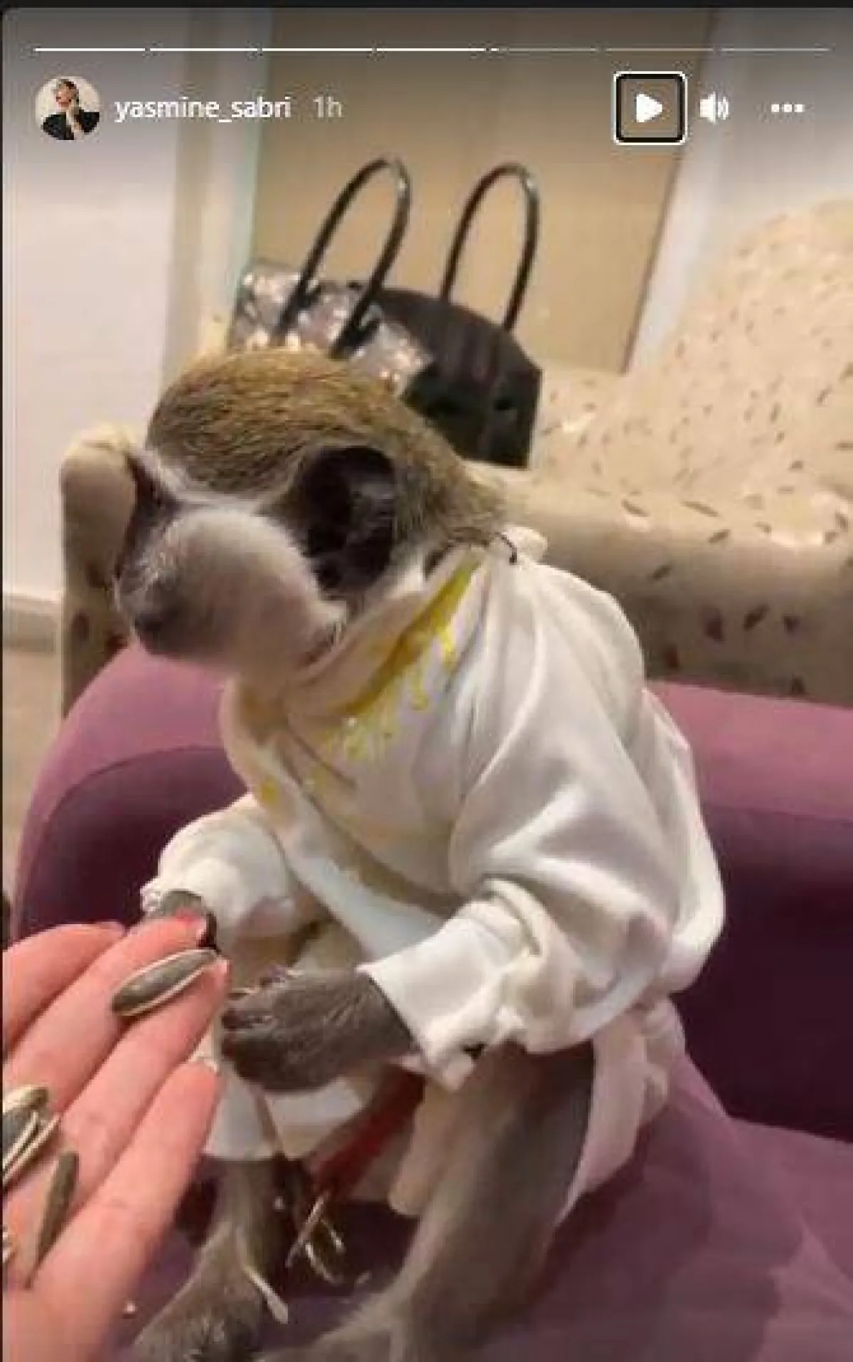 ياسمين صبري تمد يدها وتطعم قردها - الصورة من ستوري ياسمين على حسابها بانستغرام