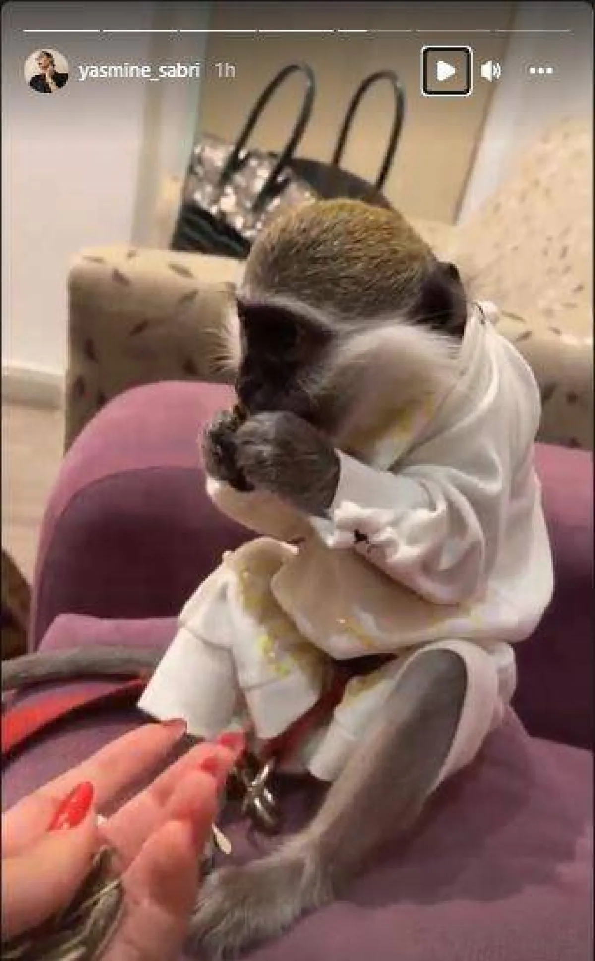 ياسمين صبري تمد يدها وتطعم القرد - الصورة من ستوري ياسمين على حسابها بانستغرام