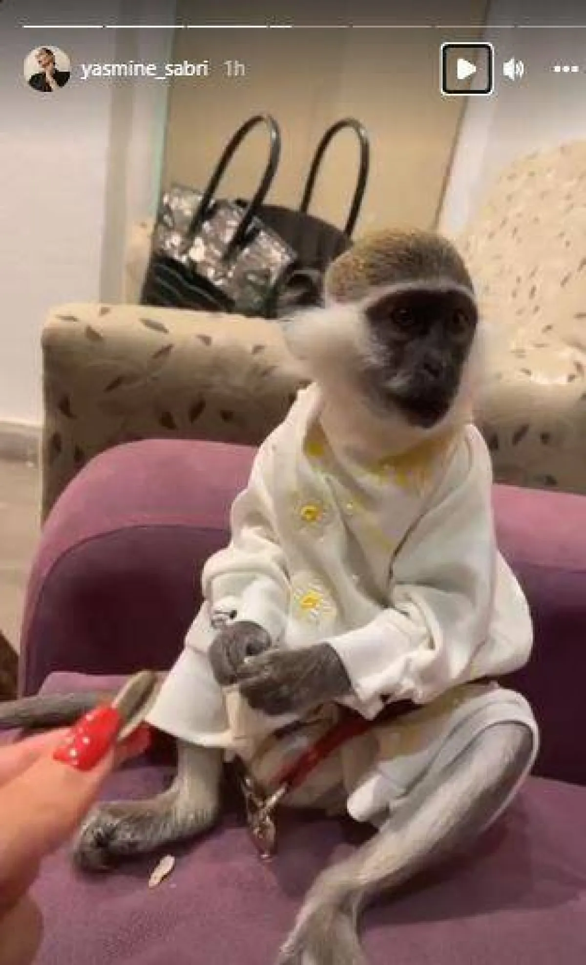 ياسمين صبري تطعم القرد - الصورة من ستوري ياسمين على حسابها على إنستغرام