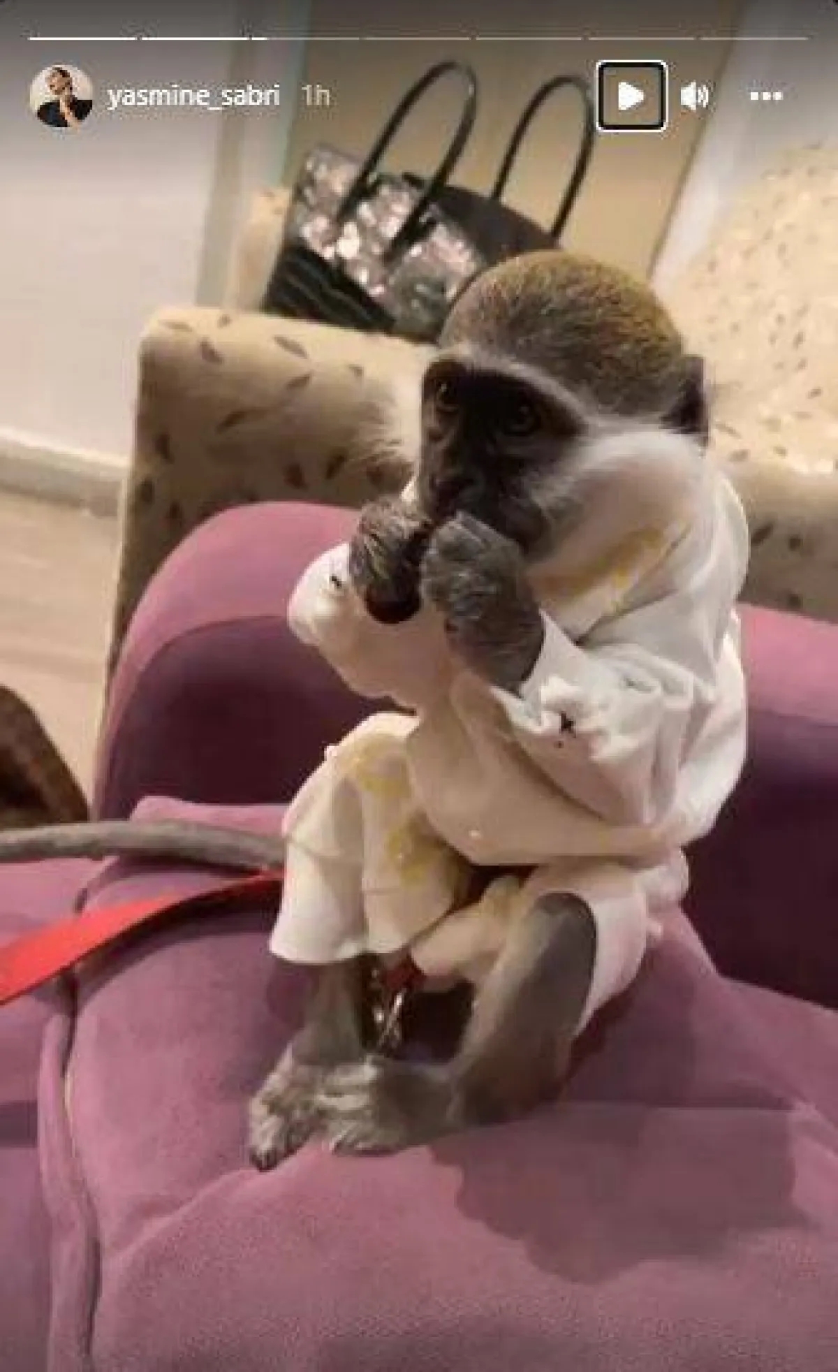  القرد يتناول بذور دوار الشمس- الصورة من ستوري ياسمين على حسابها على إنستغرام