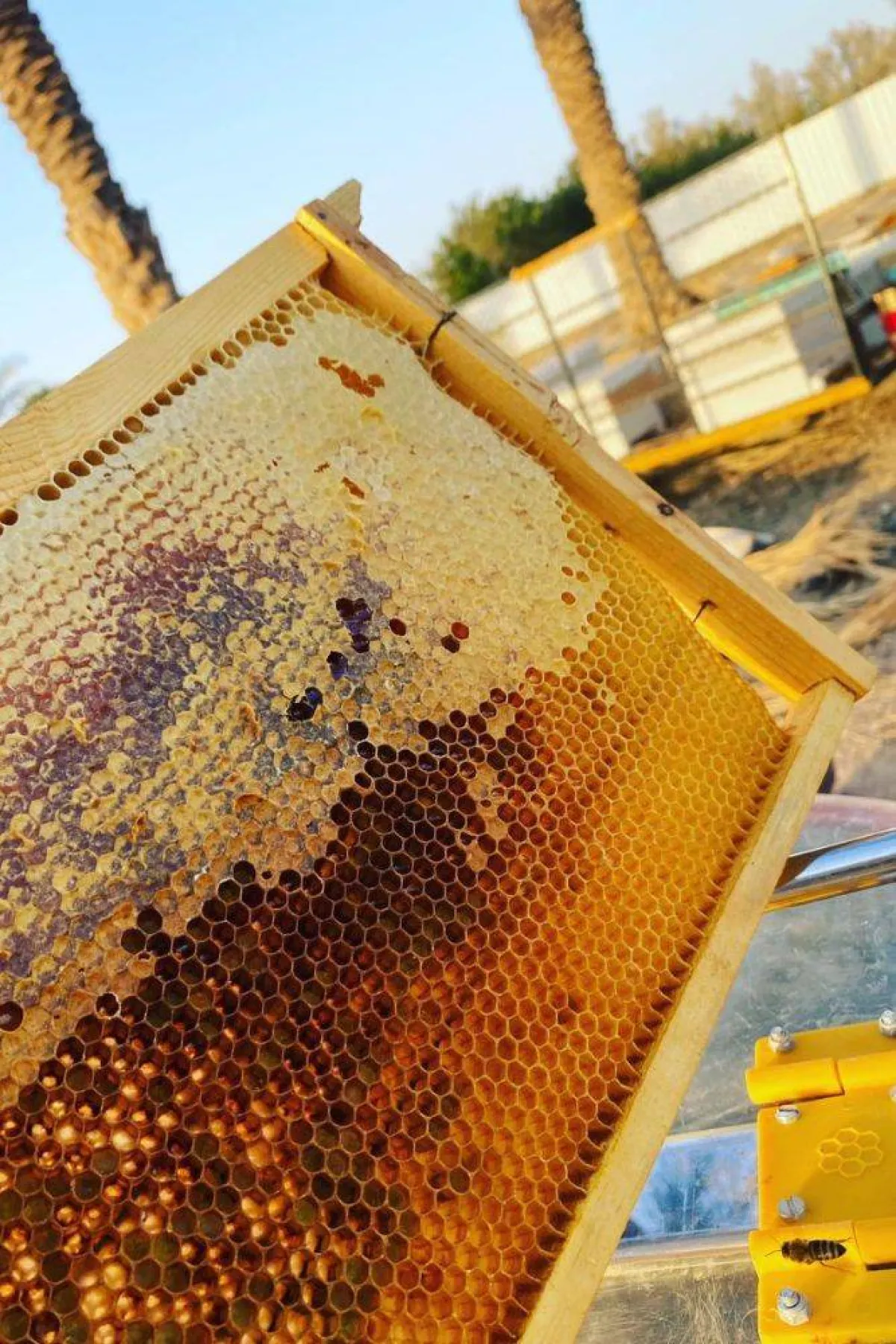 تظهر الصورة منحلة نورة الشمري