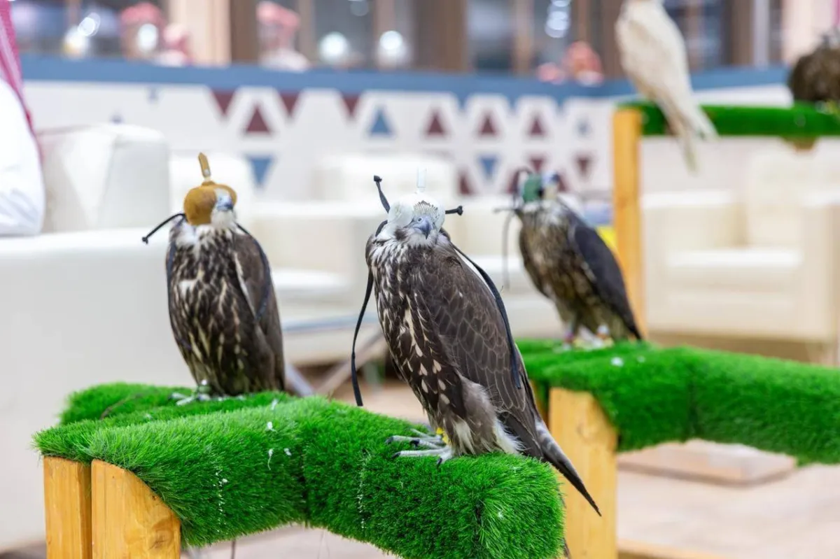 جناح المنتجين للصقور