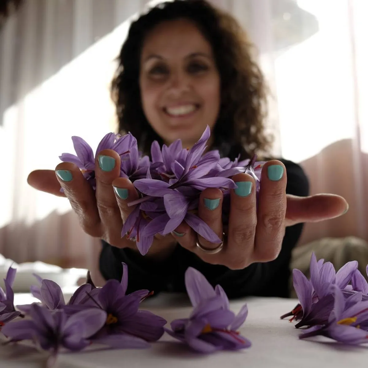 صورة لحامل تمسك بأوراق الزعفران