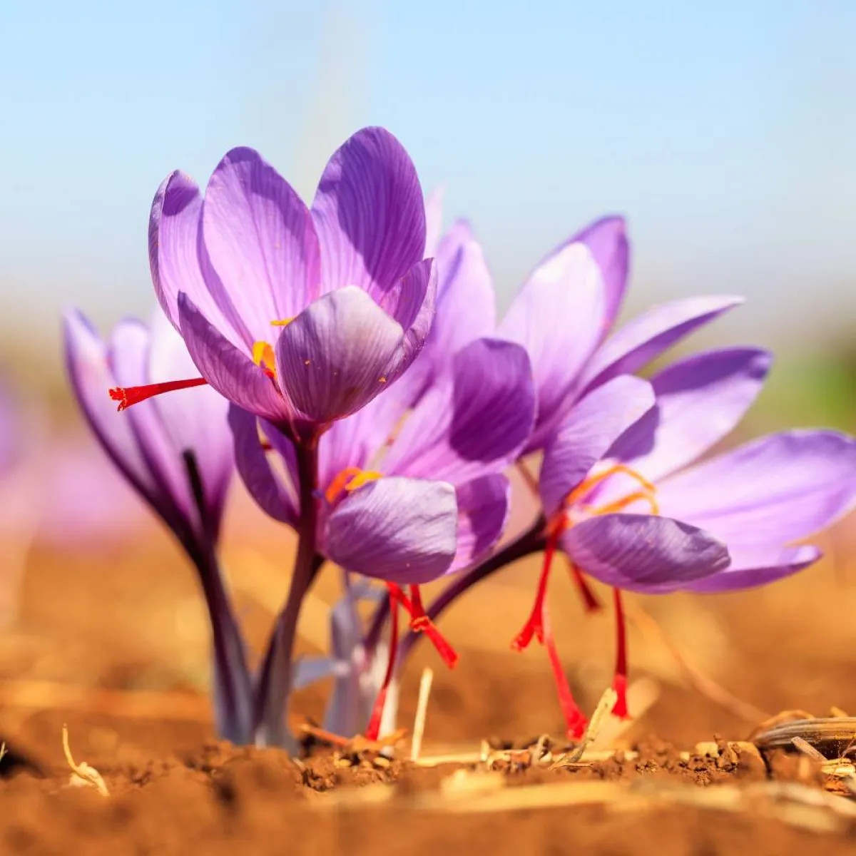 صورة لنبات الزعفران