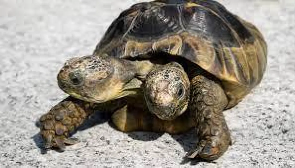 أكبر سلحفاة ذكر برأسين سناً في العالم يتلقى هدية قيّمة