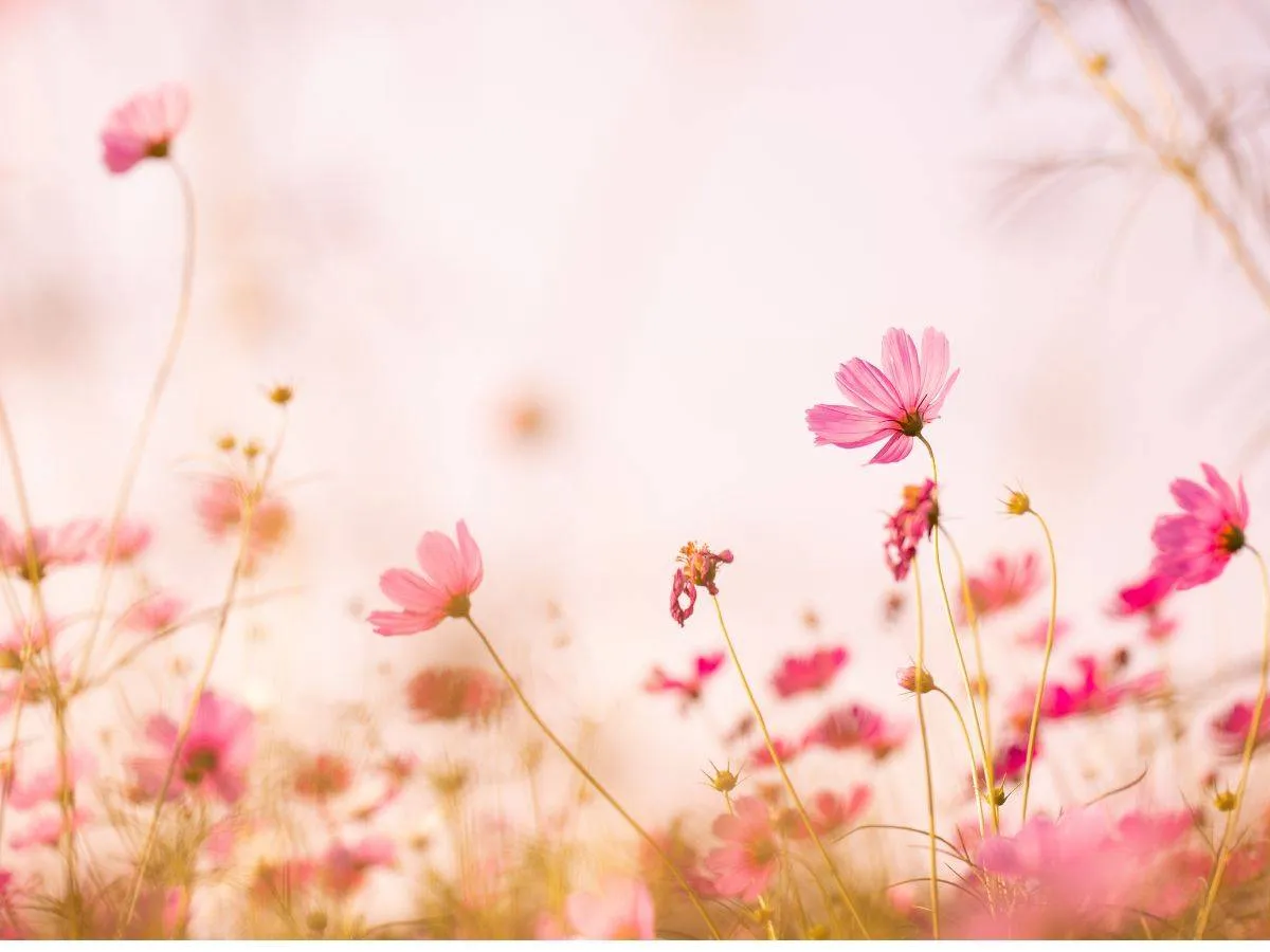 هدية قيمة من الزهور