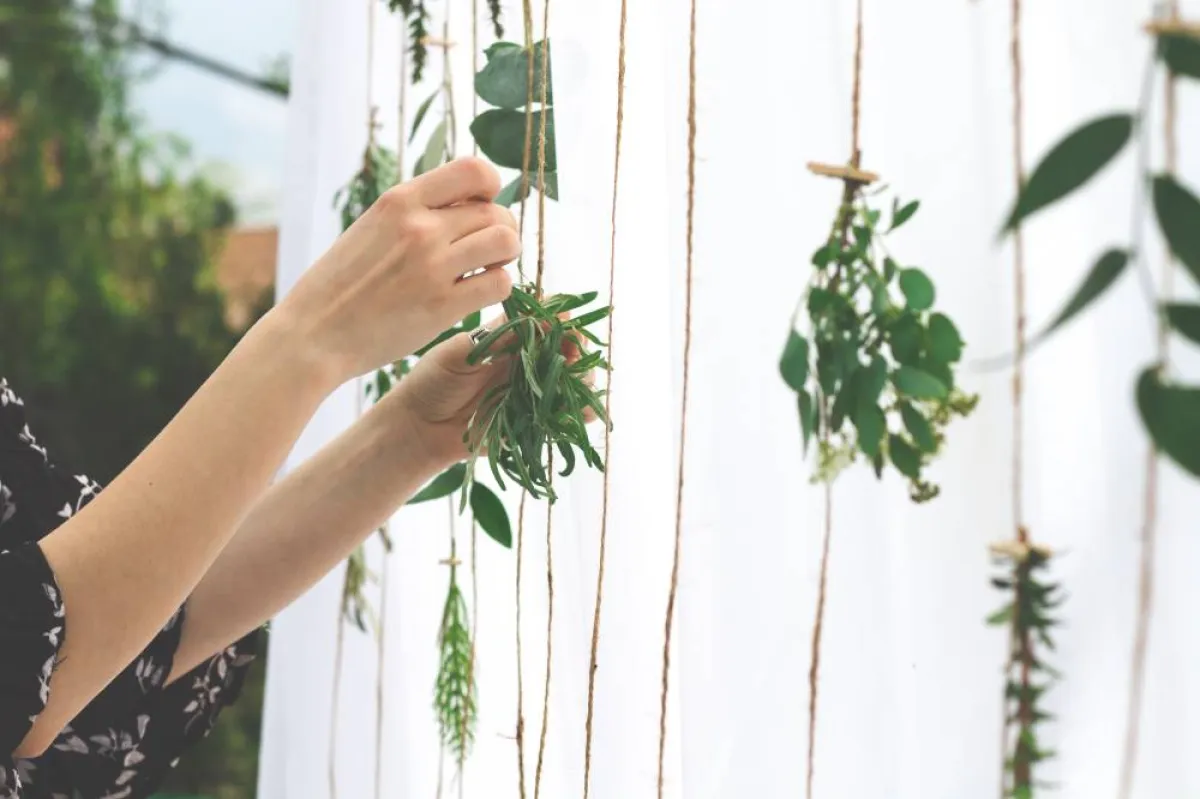 التزيين بوساطة النبات الأخضر 