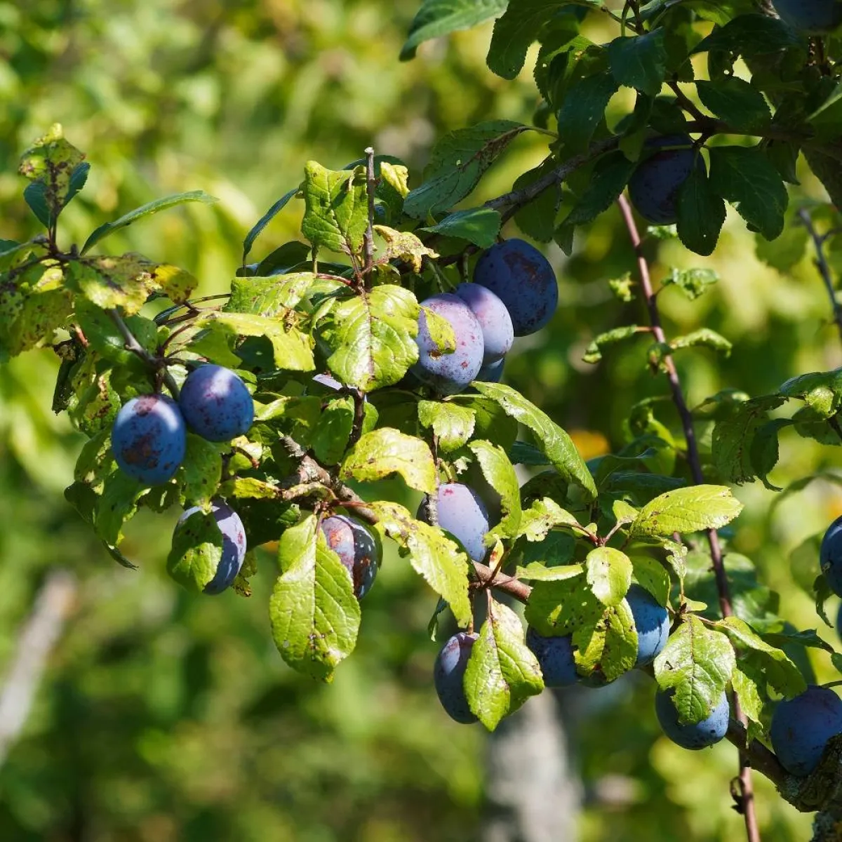 صورة لشجر القراصيا