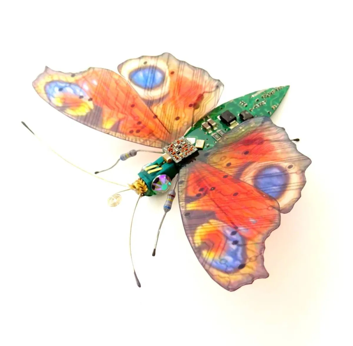 حشرات مجنحة معاد تدويرها