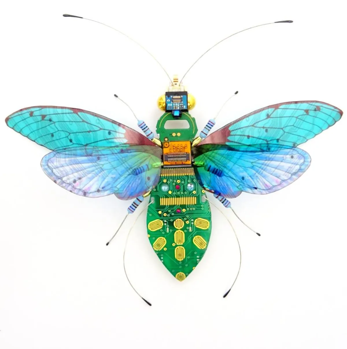 حشرات مجنحة معاد تدويرها