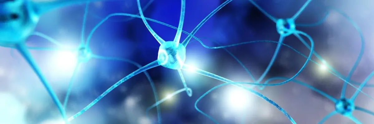 صورة عن الجهاز العصبي