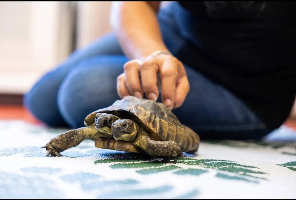 سلحفاة برأسين