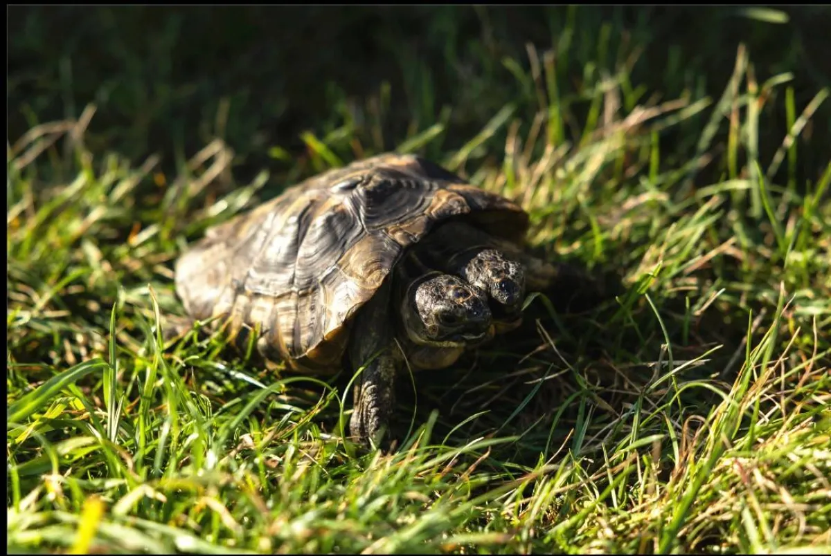 سلحفاة برأسين