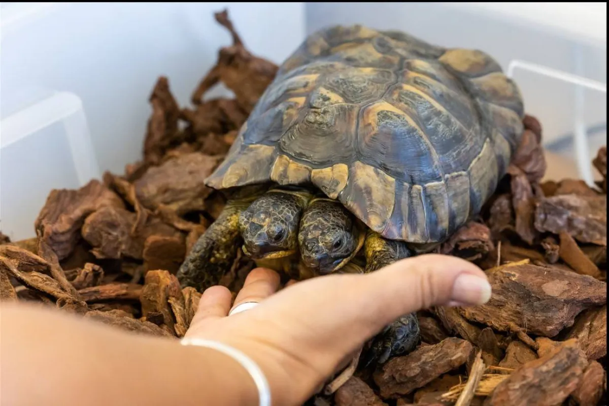 سلحفاة برأسين