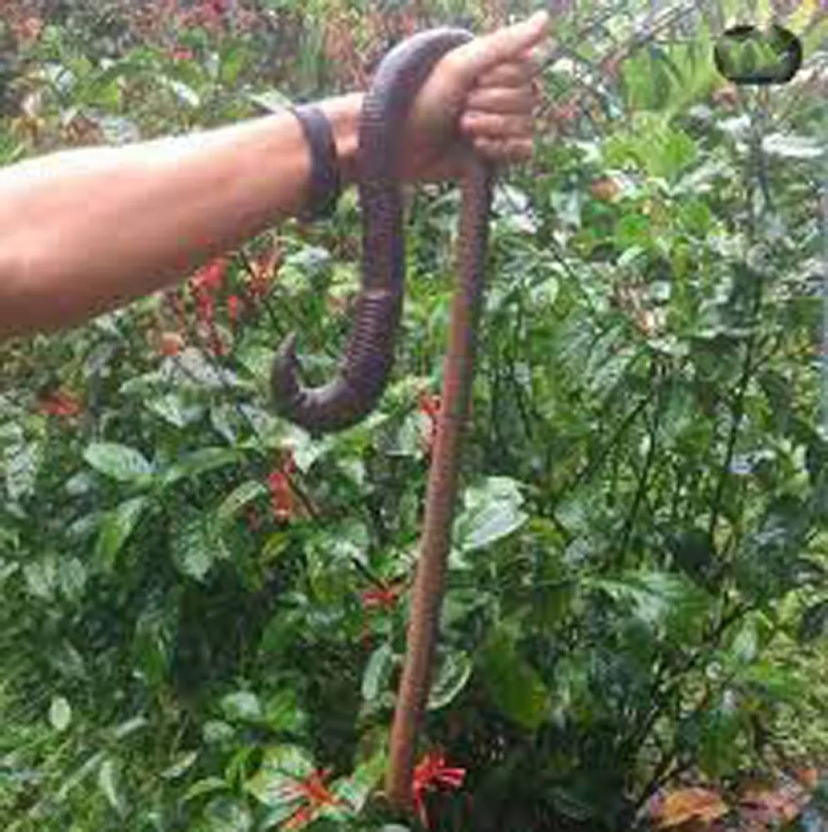 طفل يعثر على دودة أرض عملاقة في فناء منزلهم