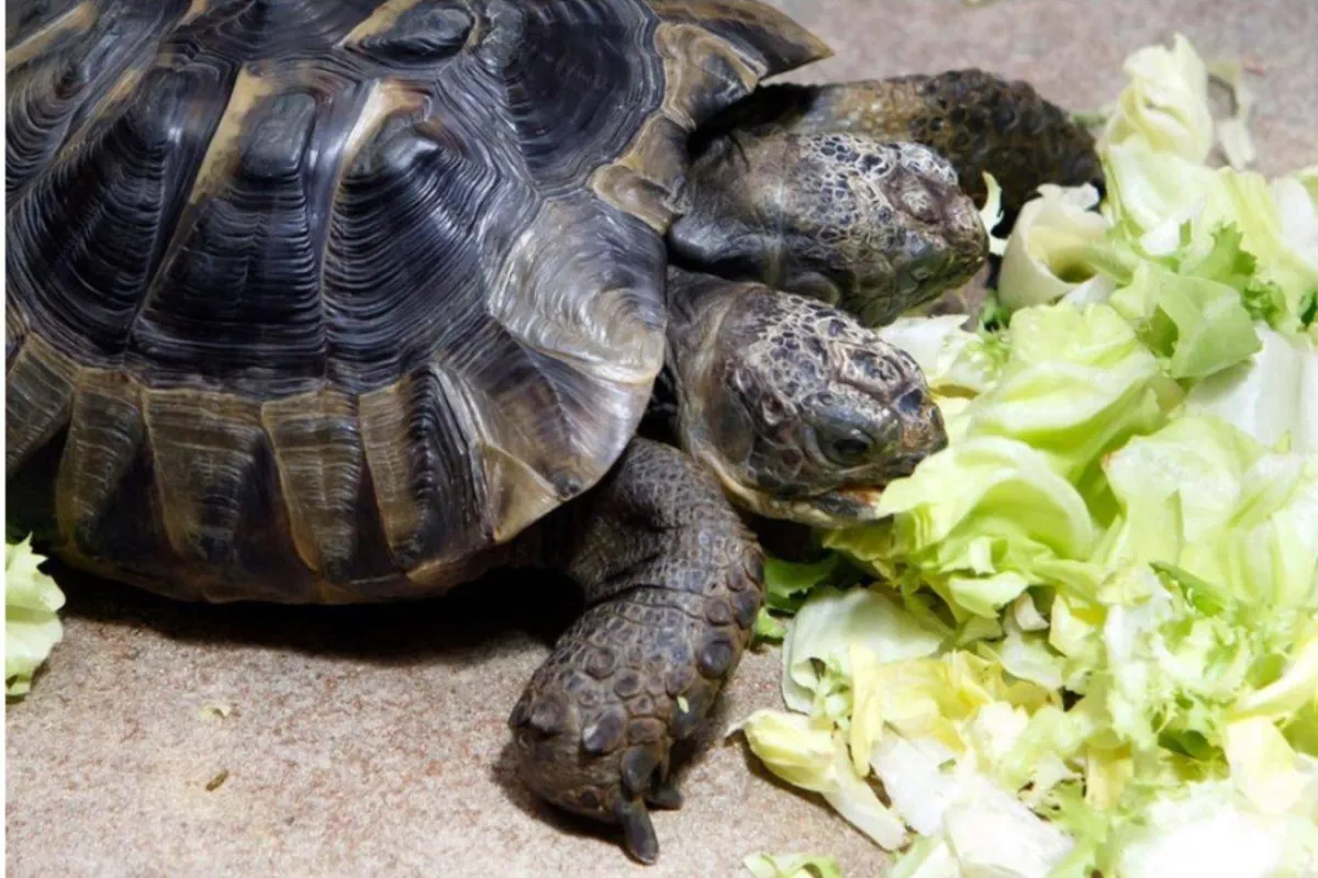 سلحفاة برأسين