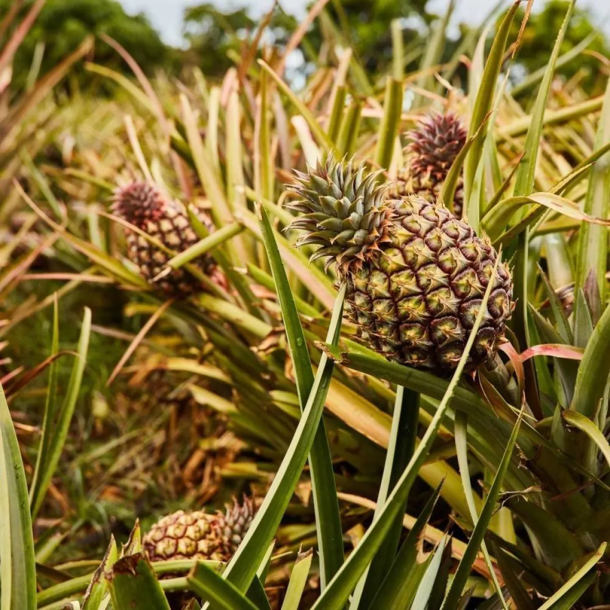 صورة لشجرة الأناناس