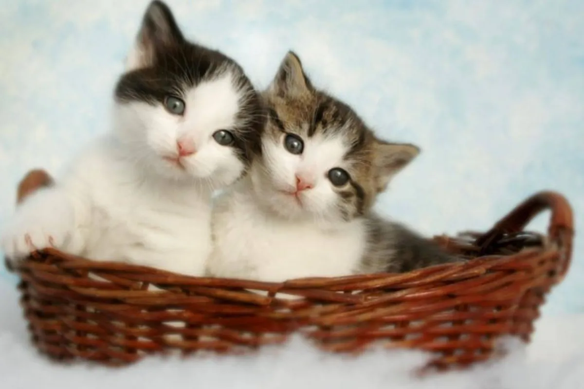 القطط الكثيرة