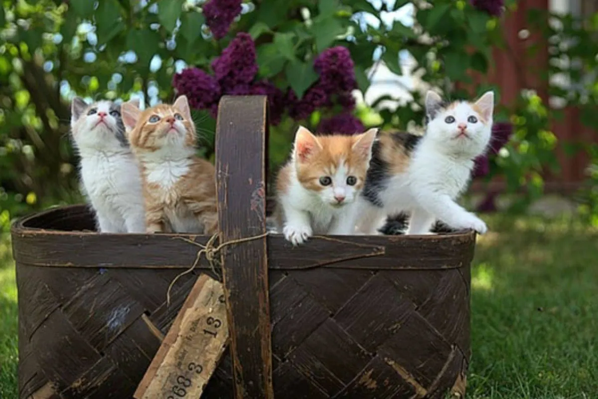 القطط الكثيرة