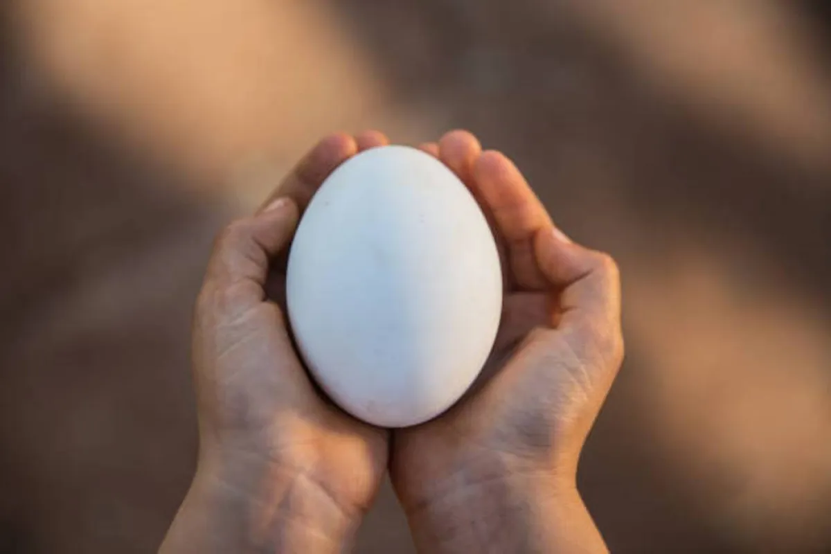 صورة للبيض المفيد المغذي للطفل