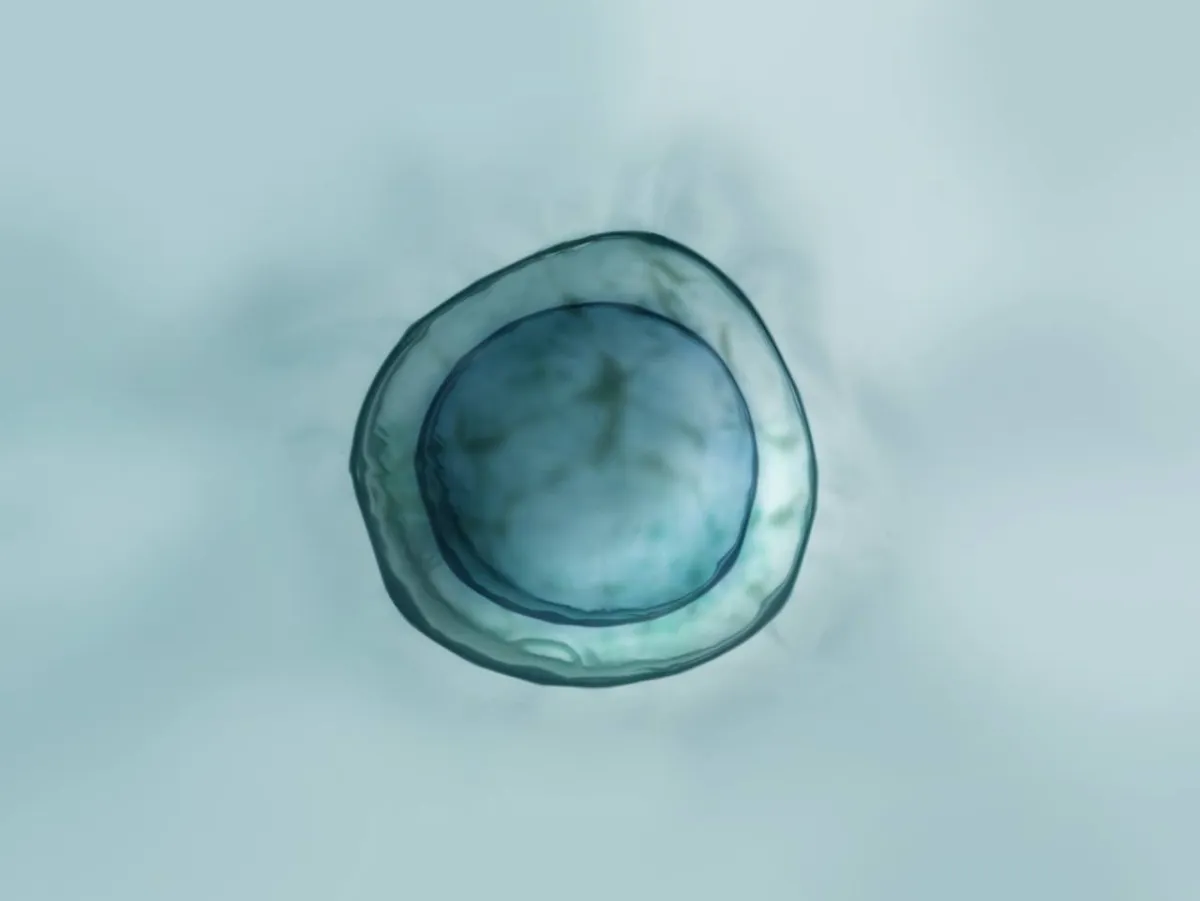 صورة عن ضعف البويضات