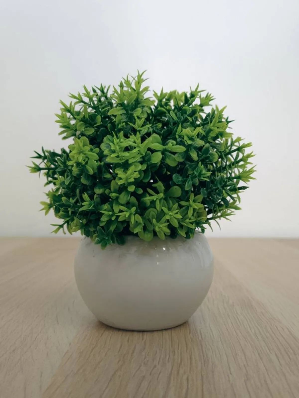 نباتي منزلي