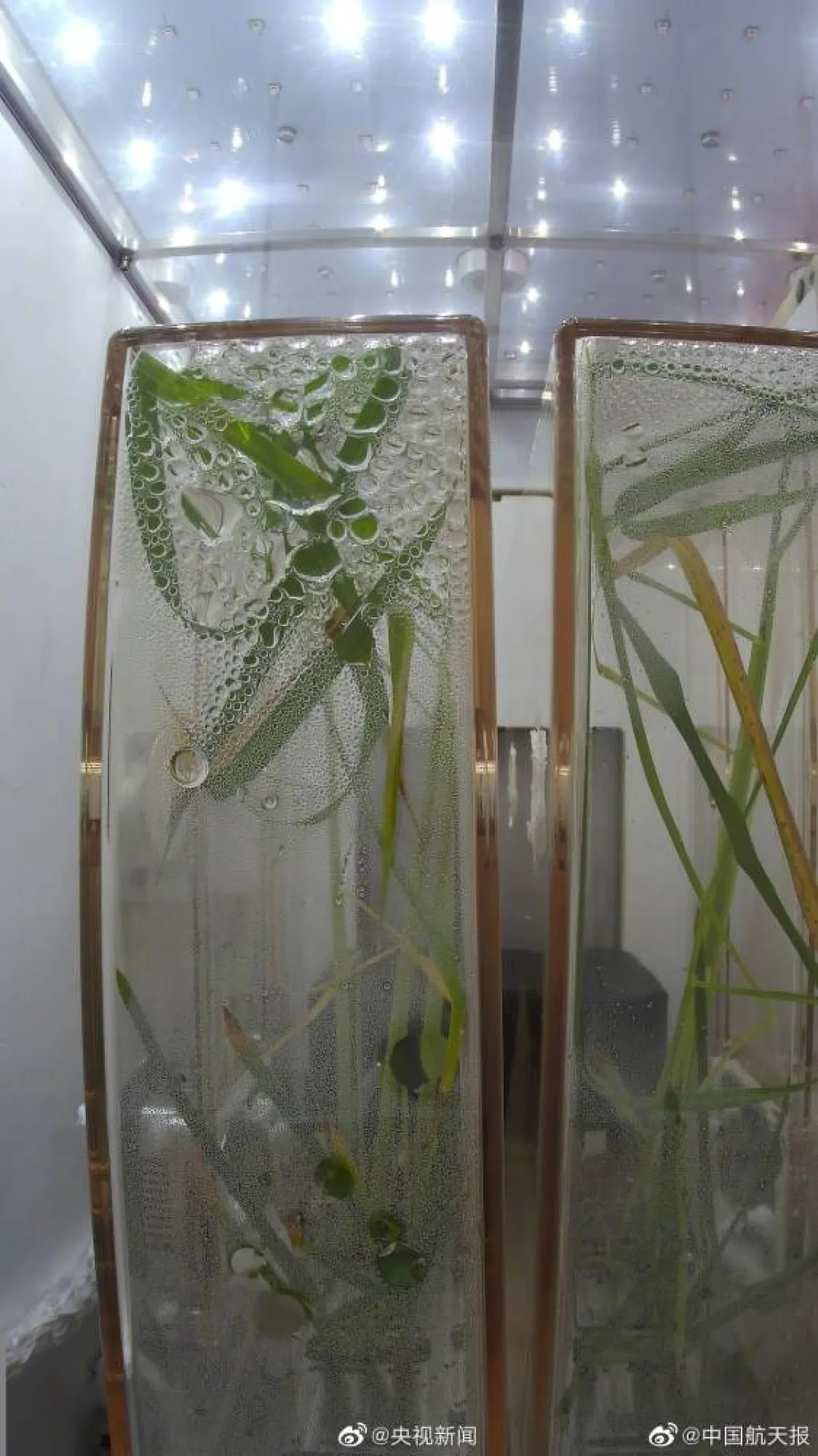 زراعة الأرز فى الفضاء