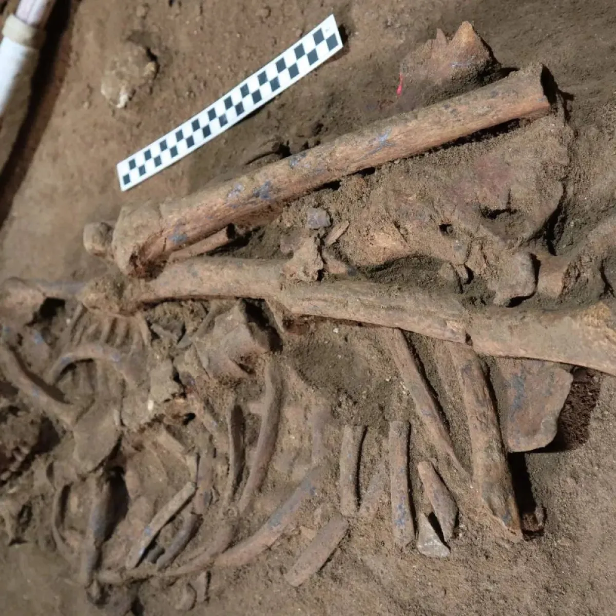 صورة بقايا هيكل عظمي عمرها 31 ألف عام