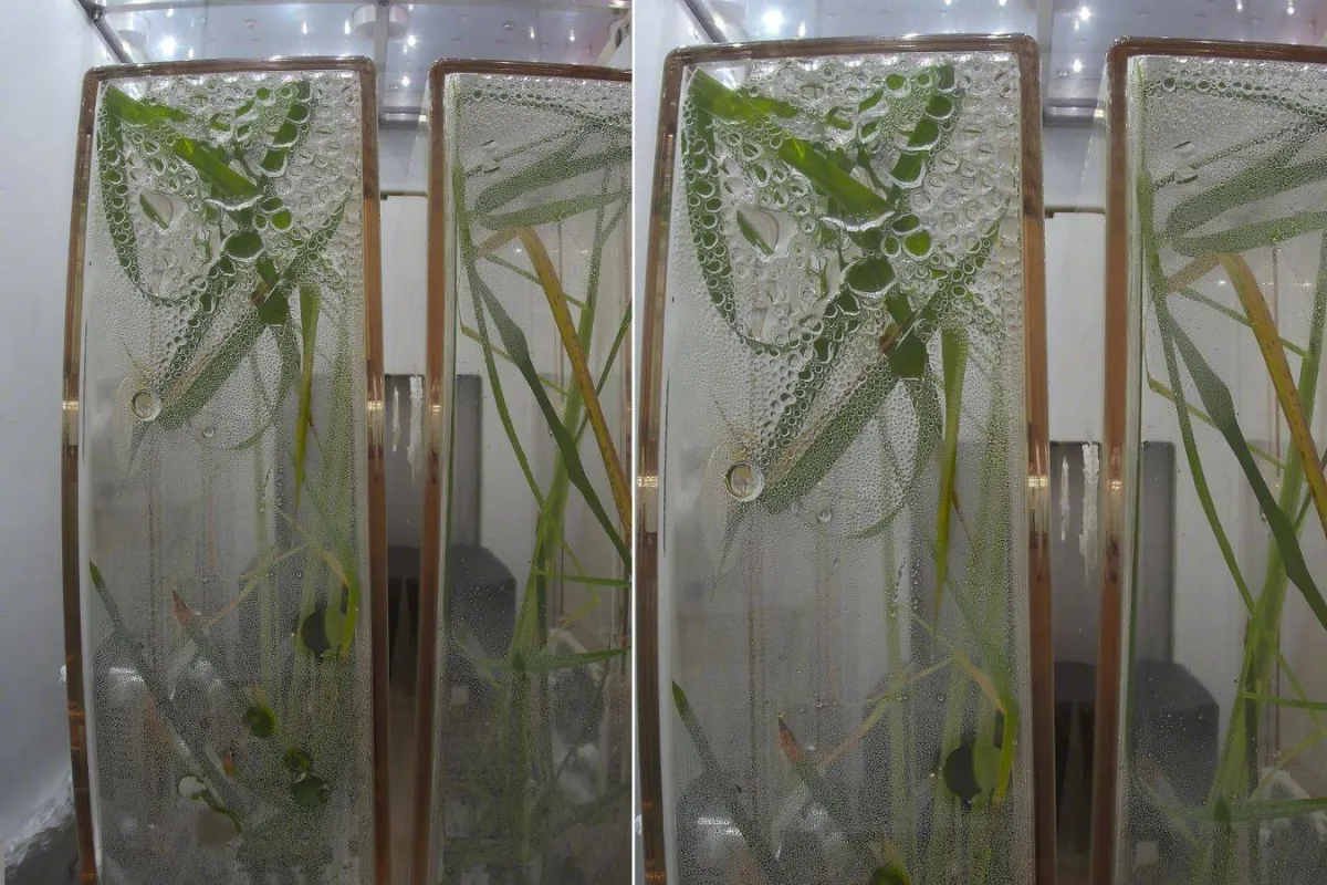 زراعة الأرز فى الفضاء