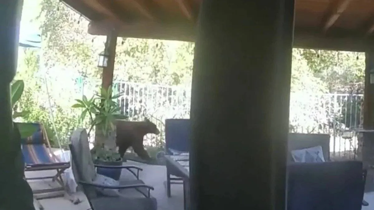 صورة الدب داخل المنزل