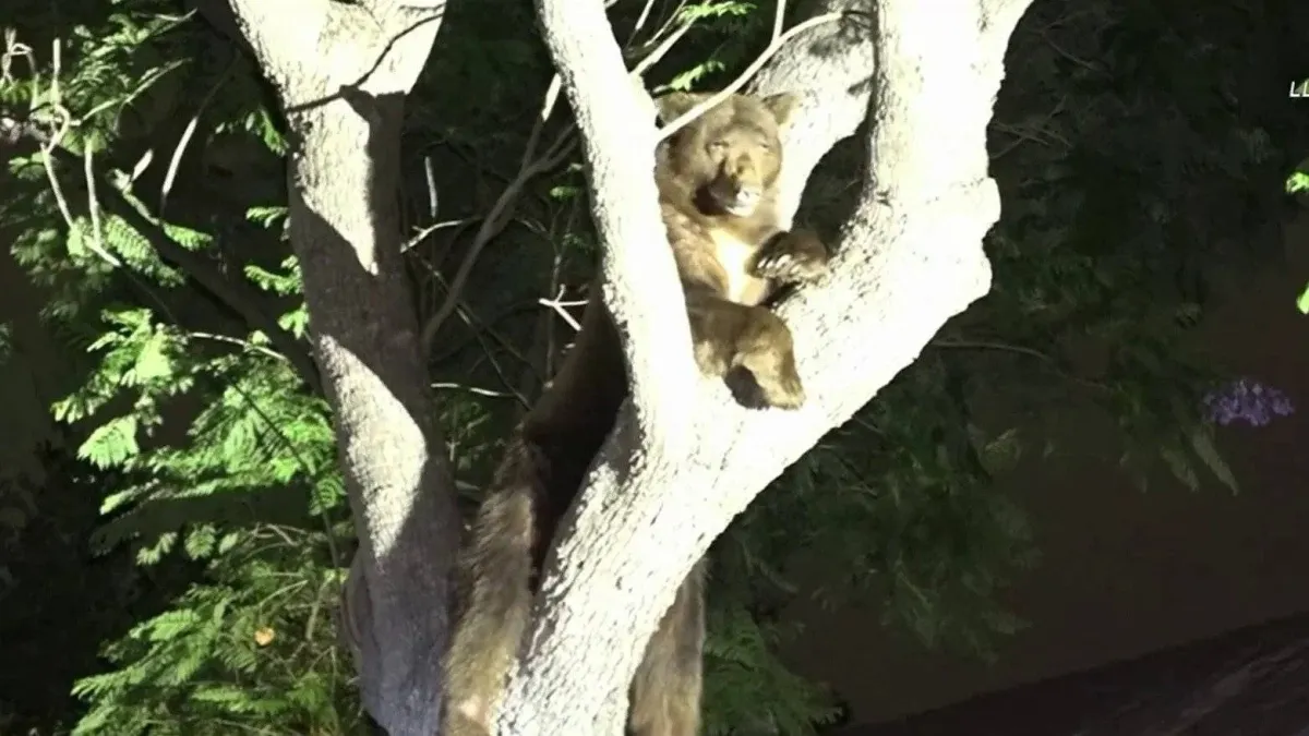 صورة الدب فوق الشجرة