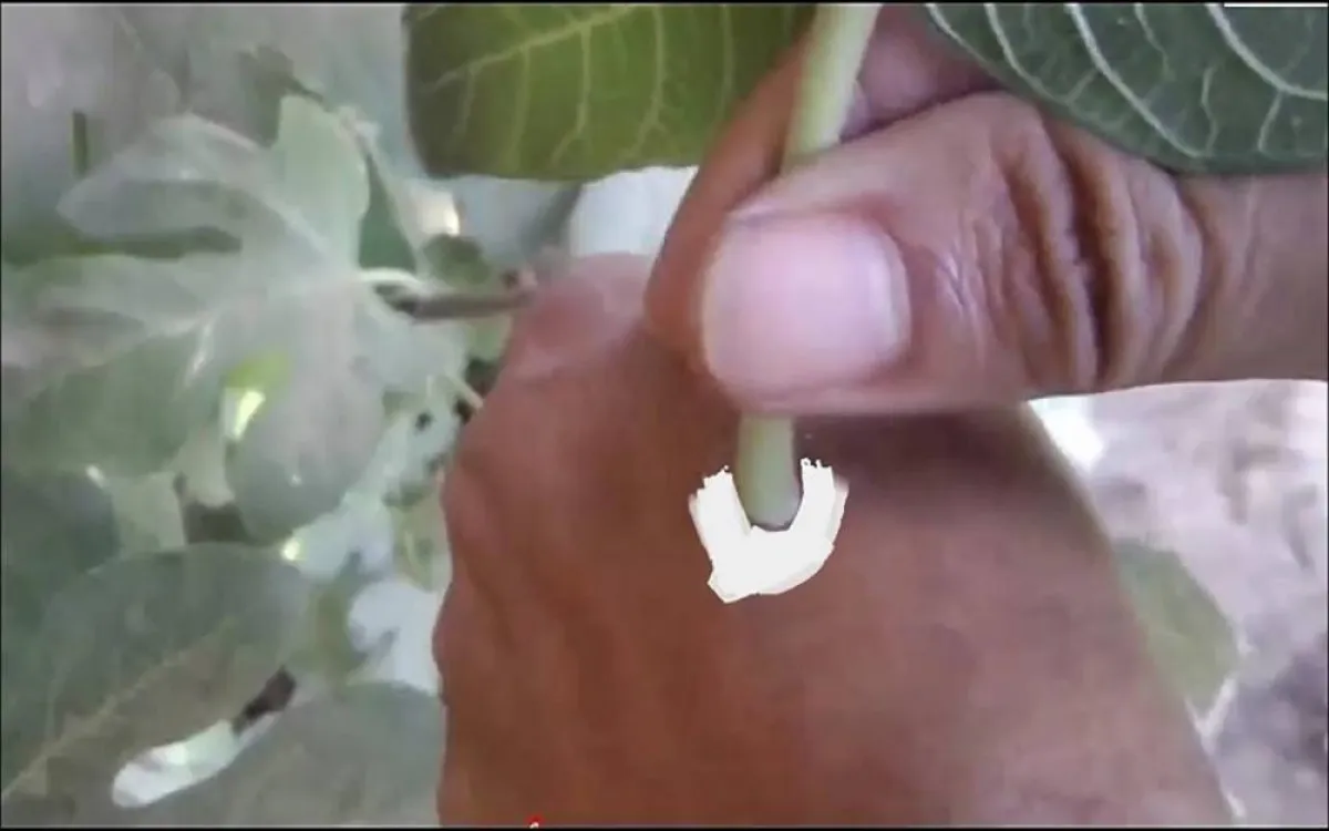 حليب التين ممتاز للصحة الجلدية