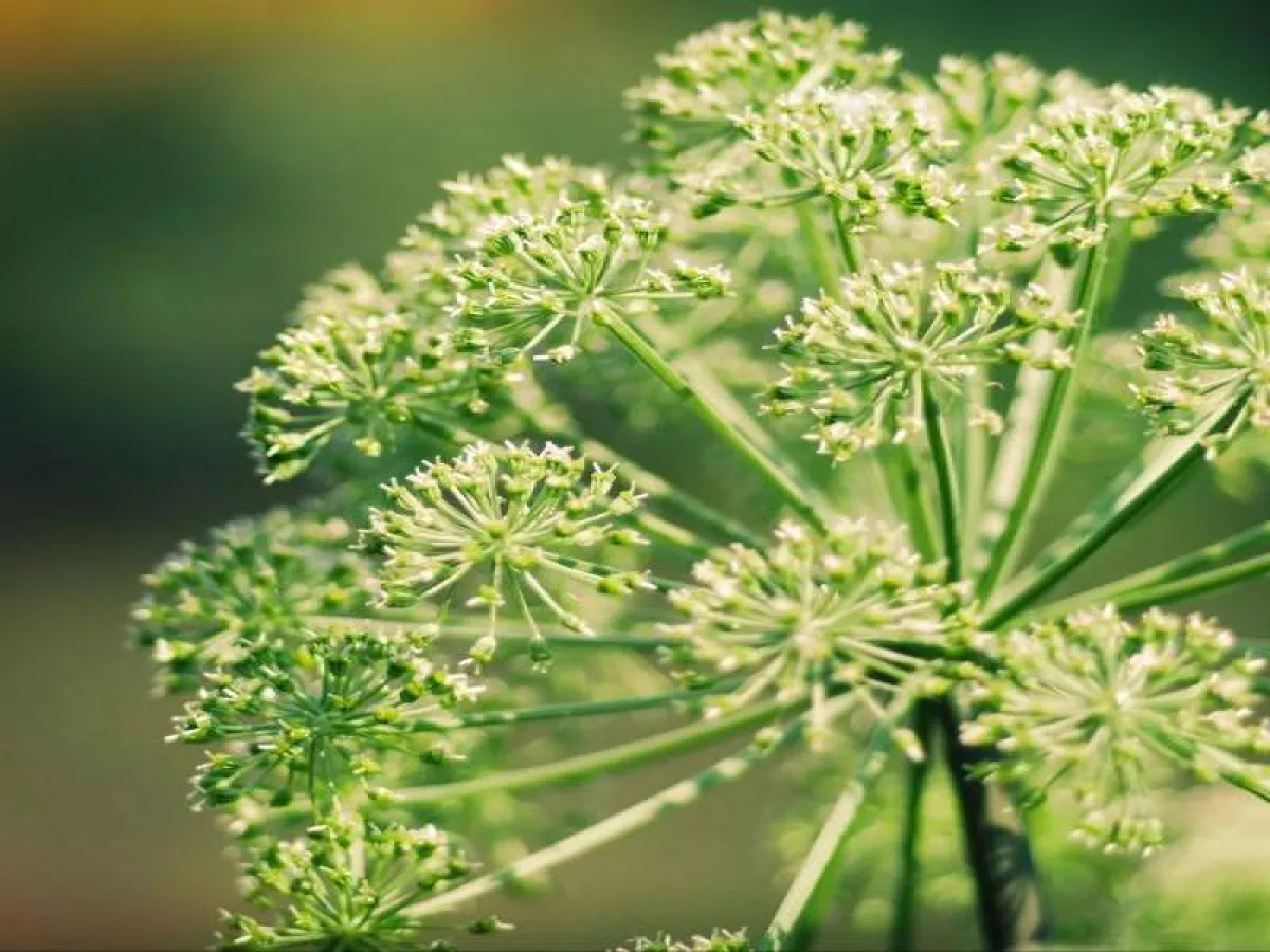 فوائد عشبة الملاك