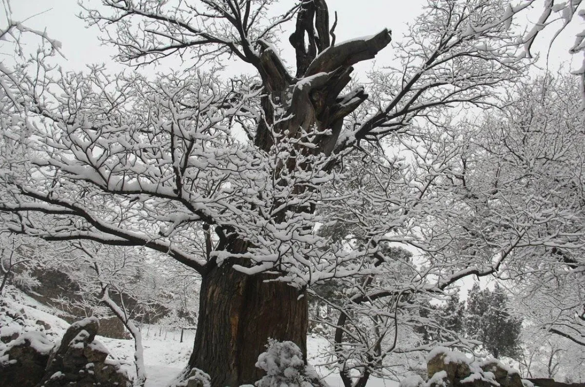 أشجار صينية قديمة