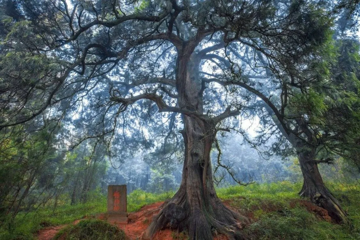 أشجار صينية قديمة