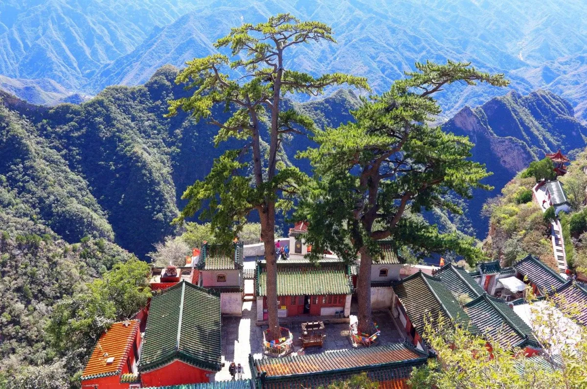 أشجار صينية قديمة