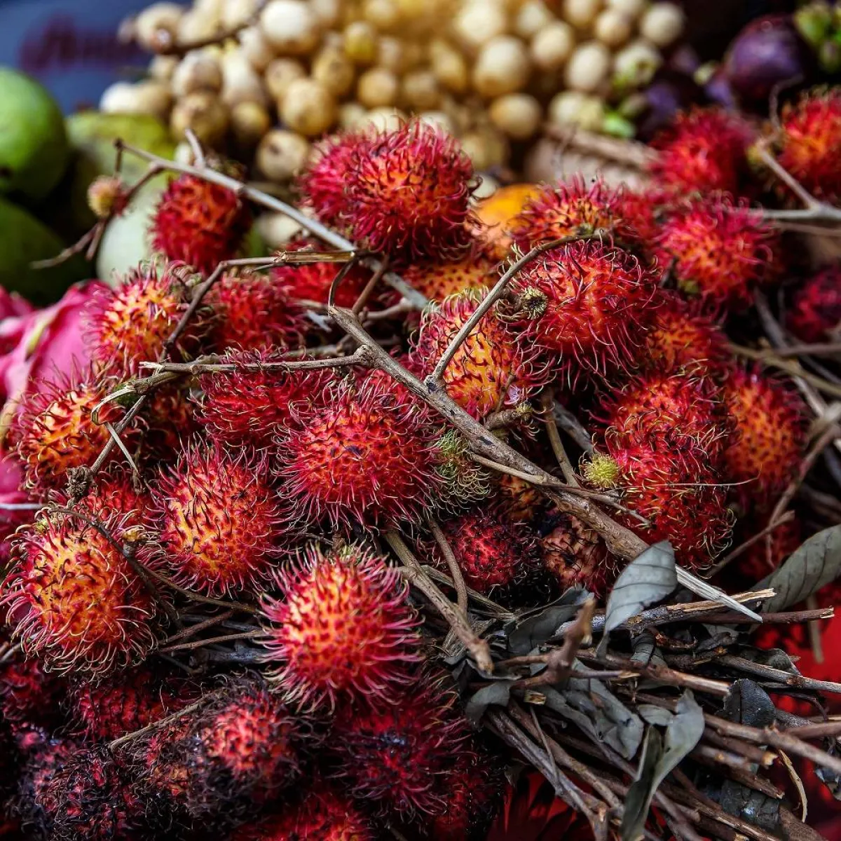 صورة لثمار الليتشي