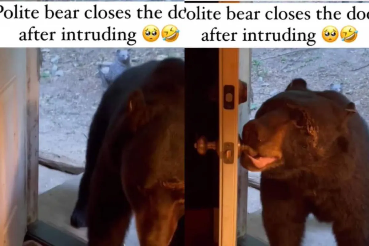 دب "مهذّب" يفتح باب منزل سيدة قبل أن يغلقه فور طلبها ذلك منه
