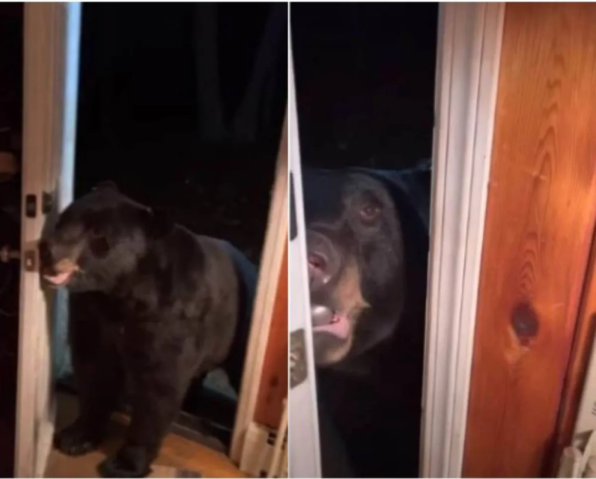 دب "مهذّب" يفتح باب منزل سيدة قبل أن يغلقه فور طلبها ذلك منه