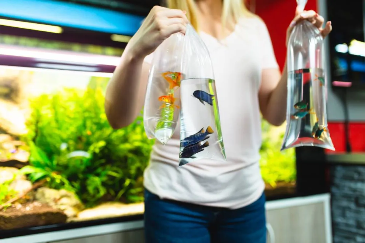 من المُفضّل الاحتفاظ بالسمك في الحوض، عند تنظيفه 