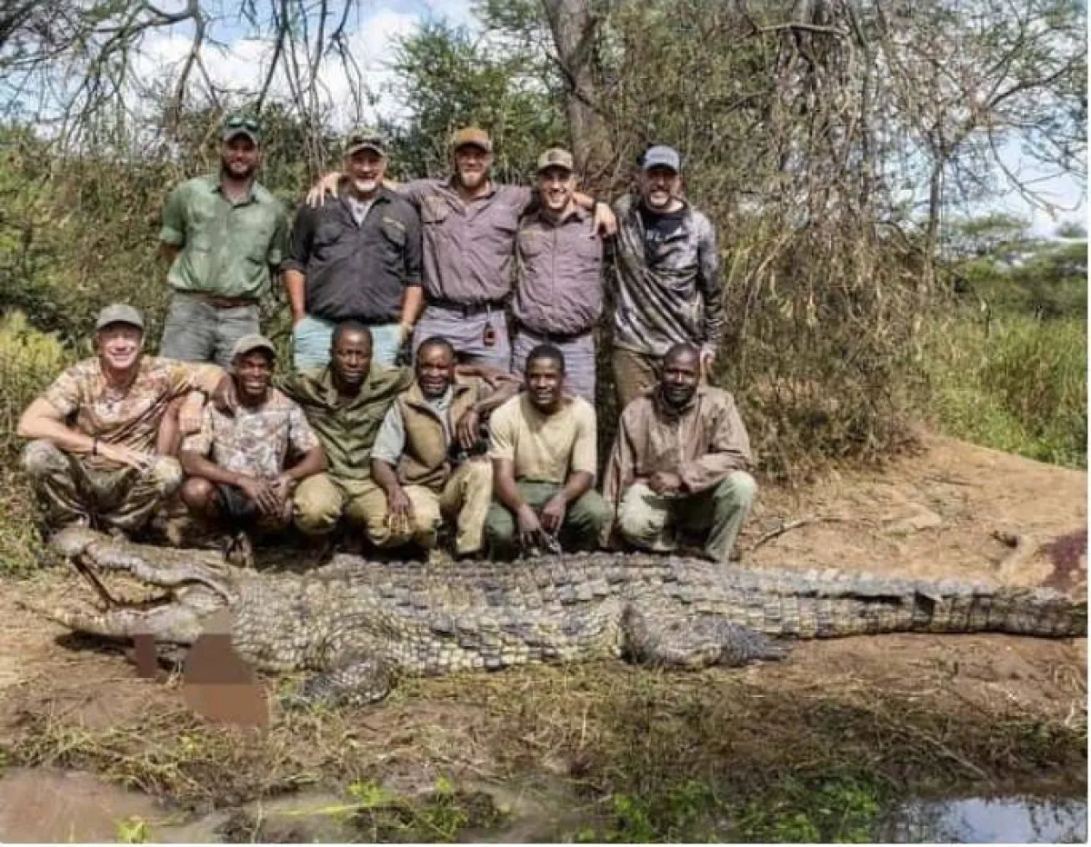 اصطياد تمساح ضخم