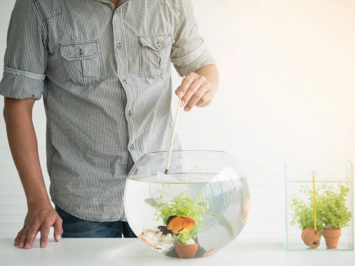 كيفيّة تنظيف حوض السمك المنزلي، بفعاليّة؟