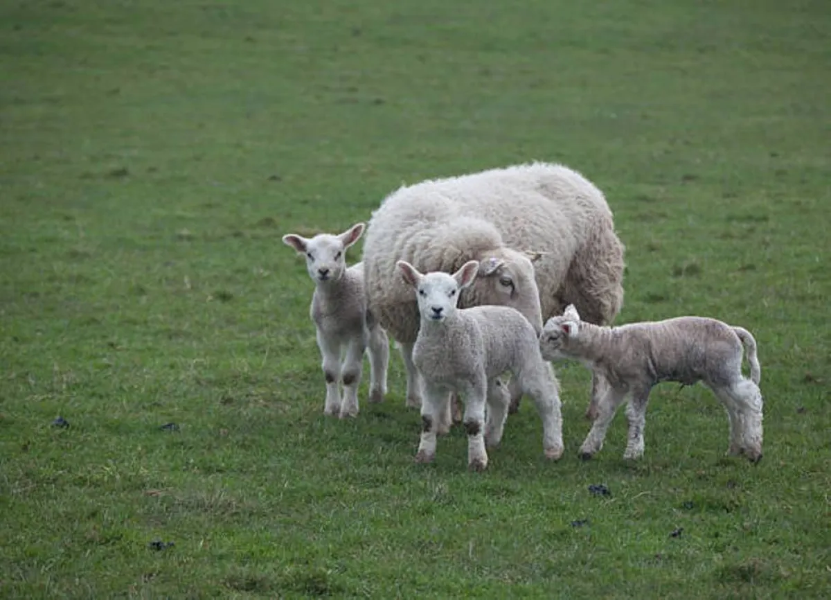 صورة للحملان الصغار وأمهم